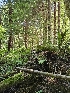  ( - FDS-CA-05184)  @11 [ ] by (2024) Mandy Hackney Fungal Diversity Survey