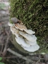  ( - FDS-CA-05180)  @11 [ ] by (2024) Mandy Hackney Fungal Diversity Survey
