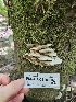  ( - FDS-CA-05180)  @11 [ ] by (2024) Mandy Hackney Fungal Diversity Survey