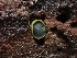  (Catinella - FDS-CA-05171)  @11 [ ] by (2024) Mandy Hackney Fungal Diversity Survey