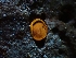  ( - FDS-CA-05171)  @11 [ ] by (2024) Mandy Hackney Fungal Diversity Survey