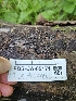  ( - FDS-CA-05171)  @11 [ ] by (2024) Mandy Hackney Fungal Diversity Survey