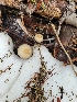  ( - FDS-CA-06100)  @11 [ ] by-nc (2024) Harte Singer Fungal Diversity Survey
