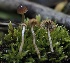  (Psathyrella aquatica - FDS-CA-00642)  @11 [ ] by-nc (2024) Taye Bright Fungal Diversity Survey