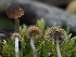  ( - FDS-CA-00642)  @11 [ ] by-nc (2024) Taye Bright Fungal Diversity Survey