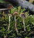  ( - FDS-CA-00642)  @11 [ ] by-nc (2024) Taye Bright Fungal Diversity Survey
