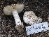  (Amanita sp. pahasapaensis - FDS-CA-00662)  @11 [ ] by-nc (2024) Taye Bright Fungal Diversity Survey
