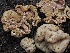  ( - FDS-CA-00646)  @11 [ ] by-nc (2024) Taye Bright Fungal Diversity Survey