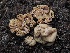  (Hydnotrya sp. PNW01 - FDS-CA-00646)  @11 [ ] by-nc (2024) Taye Bright Fungal Diversity Survey