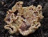  ( - FDS-CA-00646)  @11 [ ] by-nc (2024) Taye Bright Fungal Diversity Survey