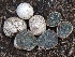  (Hysterangium sp. PNW03 - FDS-CA-00647)  @11 [ ] by-nc (2024) Taye Bright Fungal Diversity Survey