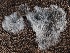  ( - FDS-CA-00649)  @11 [ ] by-nc (2024) Taye Bright Fungal Diversity Survey