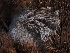  ( - FDS-CA-00649)  @11 [ ] by-nc (2024) Taye Bright Fungal Diversity Survey
