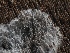  ( - FDS-CA-00649)  @11 [ ] by-nc (2024) Taye Bright Fungal Diversity Survey