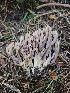  ( - FDS-CA-05169)  @11 [ ] by (2024) Mandy Hackney Fungal Diversity Survey