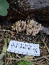  ( - FDS-CA-05169)  @11 [ ] by (2024) Mandy Hackney Fungal Diversity Survey