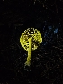  ( - FDS-CA-05175)  @11 [ ] by (2024) Mandy Hackney Fungal Diversity Survey