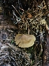  ( - FDS-CA-05175)  @11 [ ] by (2024) Mandy Hackney Fungal Diversity Survey