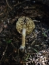  ( - FDS-CA-05175)  @11 [ ] by (2024) Mandy Hackney Fungal Diversity Survey