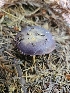  ( - FDS-CA-05170)  @11 [ ] by (2024) Mandy Hackney Fungal Diversity Survey