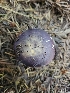  ( - FDS-CA-05170)  @11 [ ] by (2024) Mandy Hackney Fungal Diversity Survey