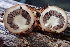  ( - HAY-F-000407)  @11 [ ] cc-by-nc (2023) Damon Tighe FunDiS