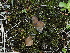  ( - FDS-CA-04739)  @11 [ ] by (2024) Justin Paulin Fungal Diversity Survey