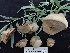  ( - FDS-CA-02366)  @11 [ ] by-nc (2024) Jaren Hockert Fungal Diversity Survey