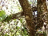  ( - FDS-CA-02366)  @11 [ ] by-nc (2024) Jaren Hockert Fungal Diversity Survey