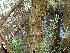  ( - FDS-CA-02366)  @11 [ ] by-nc (2024) Jaren Hockert Fungal Diversity Survey