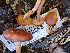  ( - FDS-CA-02355)  @11 [ ] by-nc (2024) Jaren Hockert Fungal Diversity Survey