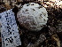  ( - FDS-CA-02356)  @11 [ ] by-nc (2024) Jaren Hockert Fungal Diversity Survey
