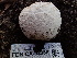  ( - FDS-CA-02356)  @11 [ ] by-nc (2024) Jaren Hockert Fungal Diversity Survey