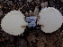  ( - FDS-CA-02356)  @11 [ ] by-nc (2024) Jaren Hockert Fungal Diversity Survey