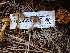  ( - FDS-CA-02357)  @11 [ ] by-nc (2024) Jaren Hockert Fungal Diversity Survey