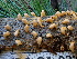  (Cronartium ribicola - FDS-CA-02358)  @11 [ ] by-nc (2024) Jaren Hockert Fungal Diversity Survey