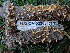  ( - FDS-CA-02358)  @11 [ ] by-nc (2024) Jaren Hockert Fungal Diversity Survey
