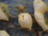 ( - FDS-CA-02358)  @11 [ ] by-nc (2024) Jaren Hockert Fungal Diversity Survey