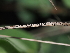  (Apiosporaceae - FDS-CA-04741)  @11 [ ] by (2024) Justin Paulin Fungal Diversity Survey
