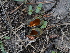 ( - FDS-CA-04748)  @11 [ ] by (2024) Justin Paulin Fungal Diversity Survey