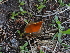  (Caloscyphaceae - FDS-CA-04748)  @11 [ ] by (2024) Justin Paulin Fungal Diversity Survey