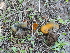  ( - FDS-CA-04748)  @11 [ ] by (2024) Justin Paulin Fungal Diversity Survey