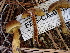  ( - FDS-CA-02357)  @11 [ ] by-nc (2024) Jaren Hockert Fungal Diversity Survey