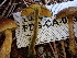  ( - FDS-CA-02357)  @11 [ ] by-nc (2024) Jaren Hockert Fungal Diversity Survey