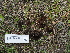  ( - FDS-CA-04287)  @11 [ ] by-nc (2024) Fresno Mycology Society Fungal Diversity Survey