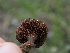  ( - FDS-CA-04287)  @11 [ ] by-nc (2024) Fresno Mycology Society Fungal Diversity Survey