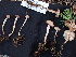  ( - FDS-CA-02499)  @11 [ ] by-nc (2024) Jaren Hockert Fungal Diversity Survey