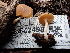  ( - FDS-CA-02498)  @11 [ ] by-nc (2024) Jaren Hockert Fungal Diversity Survey