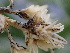  ( - FDS-CA-02495)  @11 [ ] by-nc (2024) Jaren Hockert Fungal Diversity Survey
