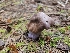  (Cortinarius sp. Harrower54a - FDS-CA-05167)  @11 [ ] by (2024) Mandy Hackney Fungal Diversity Survey